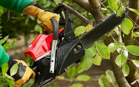 How Can Tree Cutting Services Add Value to Your Home in Sheffield?