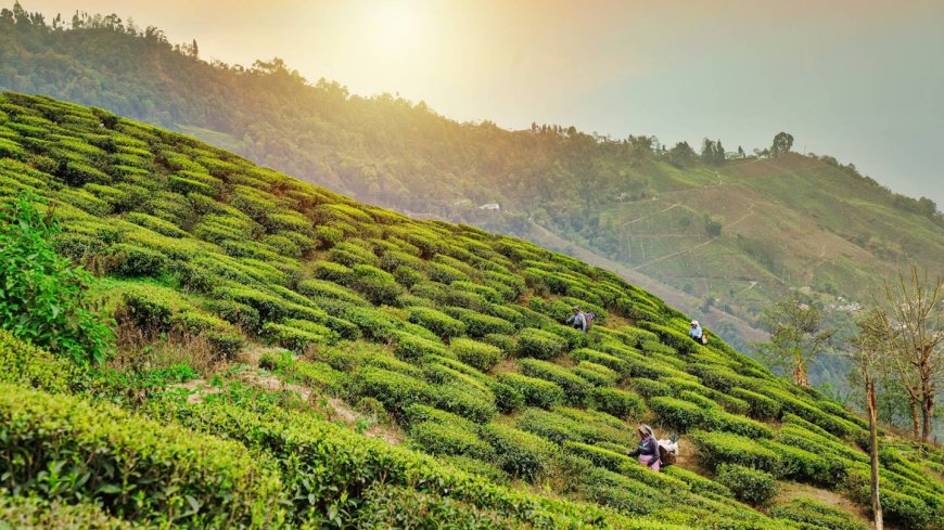 Darjeeling Tour: Best Places to Visit, Things to Do & Travel Tips