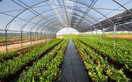 Global Controlled Environment Agriculture Market 2025 – Geographical Analysis, Latest Technology, Investment Opportunities, Future Trends and Outlook 2030